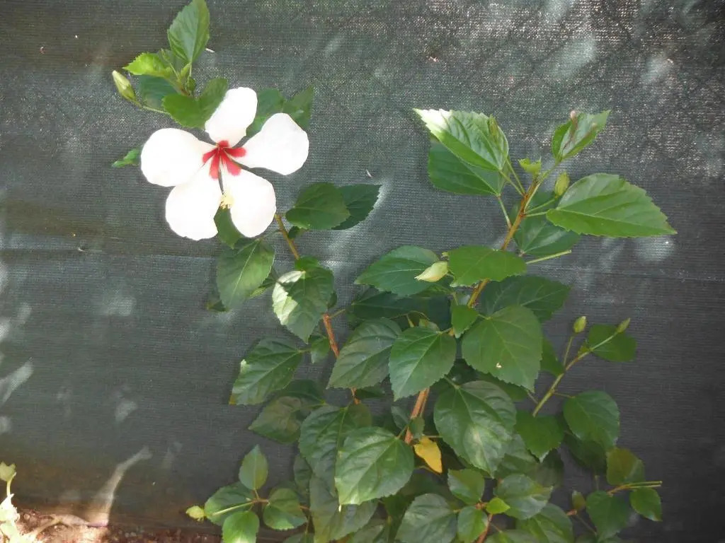 Studio Hibiscus Le Kayela