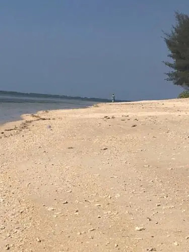 Cinta Palanta