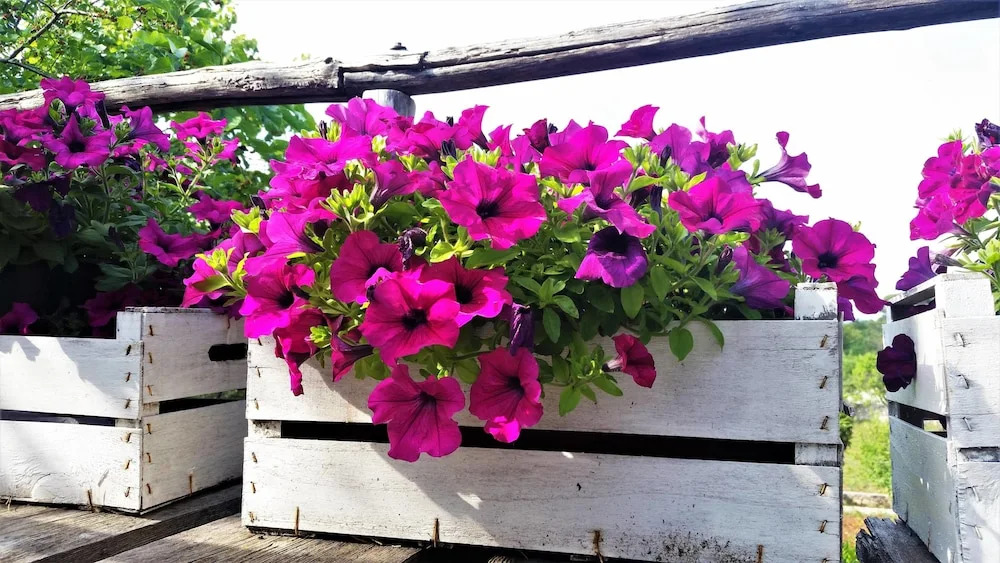 Dépendance in Villa Karmel