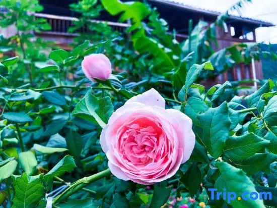 Qingxin Yashe Homestay