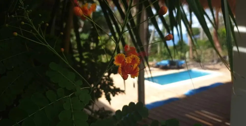 La Sana Surf Hotel, Playa Carmen