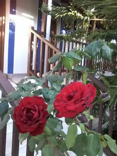 Diomas Studios