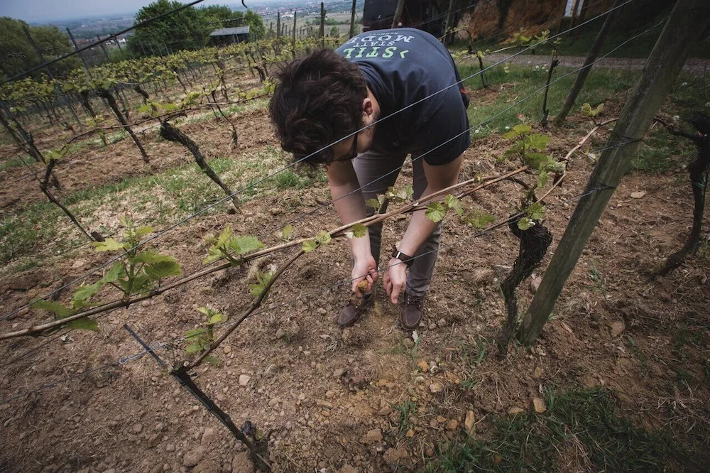 Weingut & Landhotel Lucashof