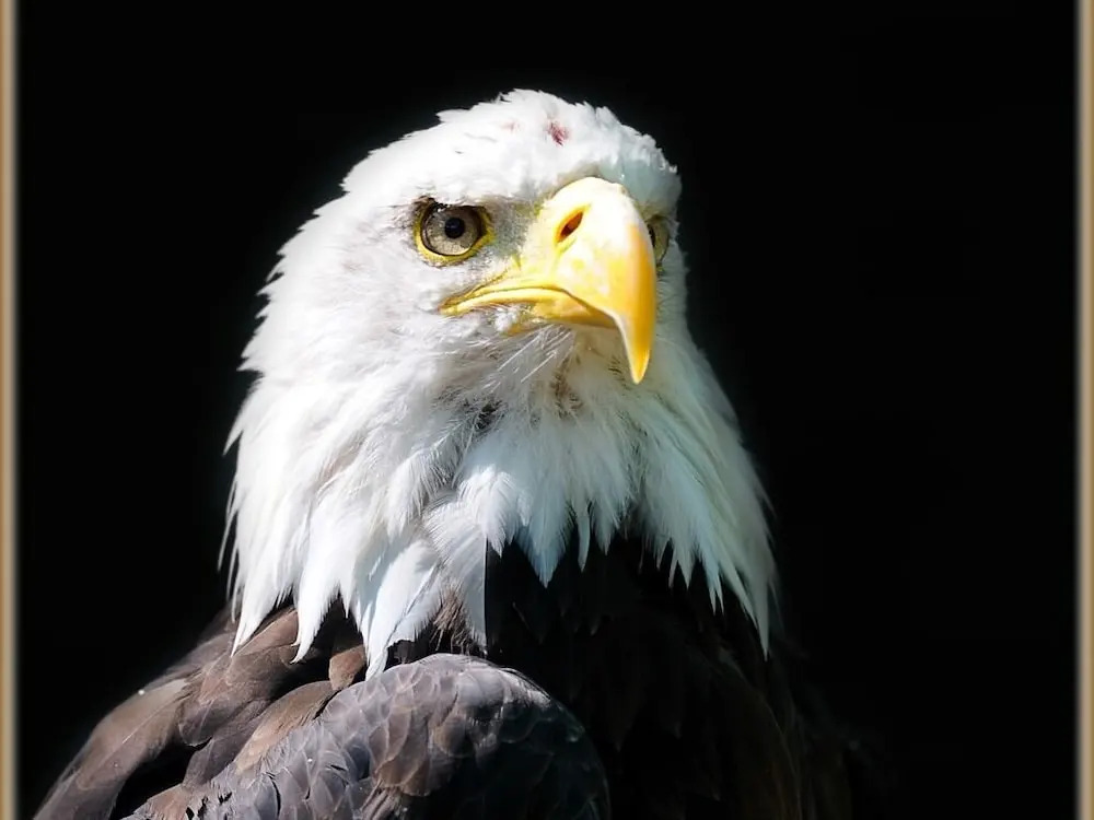 Falcons Nest