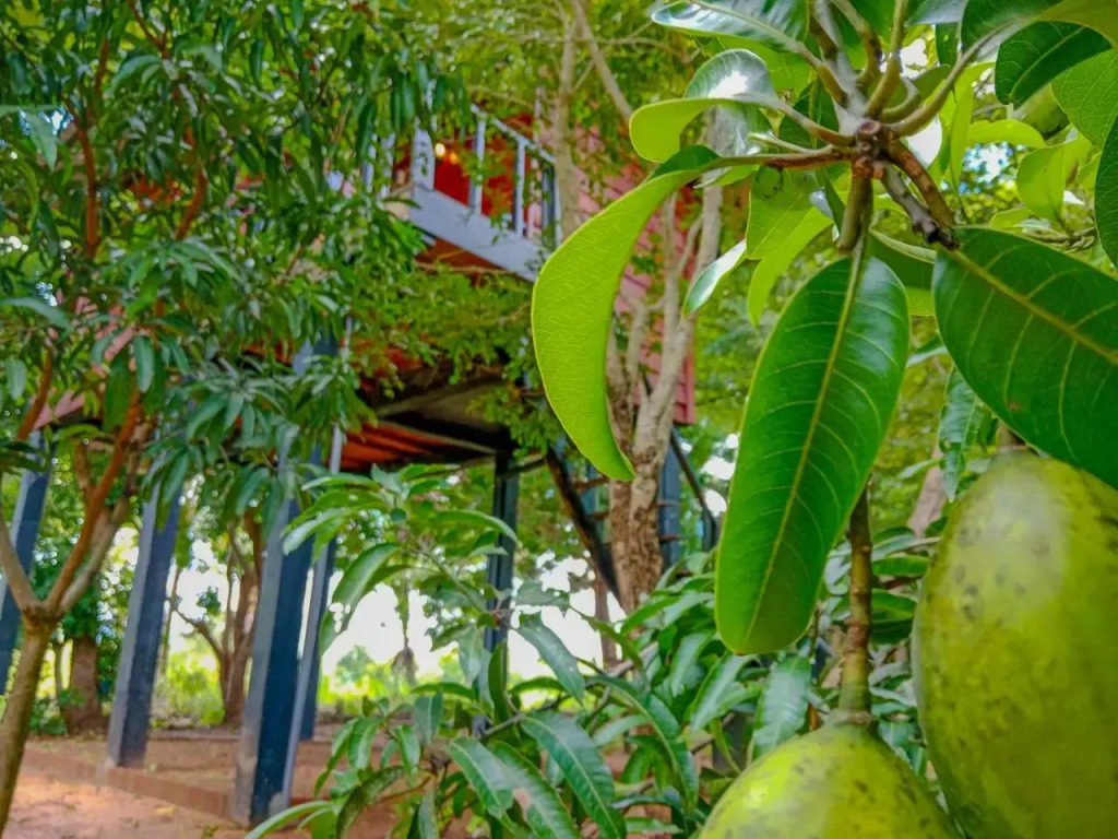 kumbura eco lodge