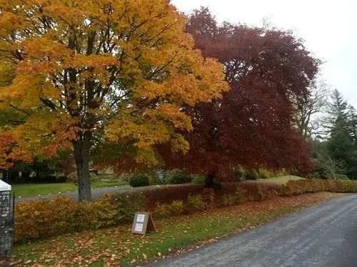 The Coppice