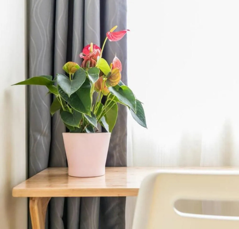 Shenzhen Swanhouse Apartment Hotel