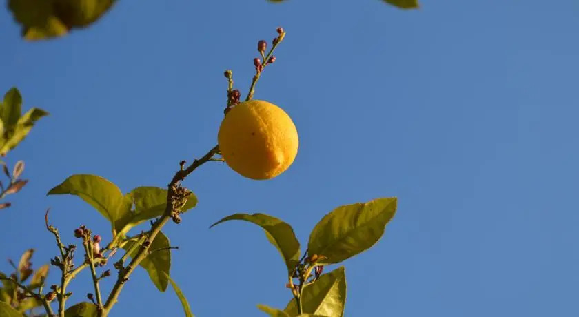 Soleil de Menton