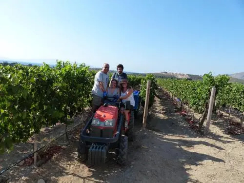 Datca Vineyard