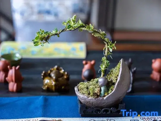 Zhang Xixian,the month of two 745 shan wife,Believed