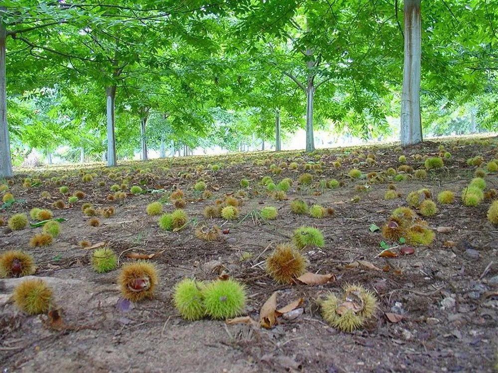 Quinta do Sobreiro