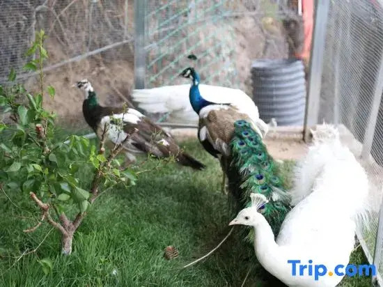 Beijing Shiyu Qingyin Homestay