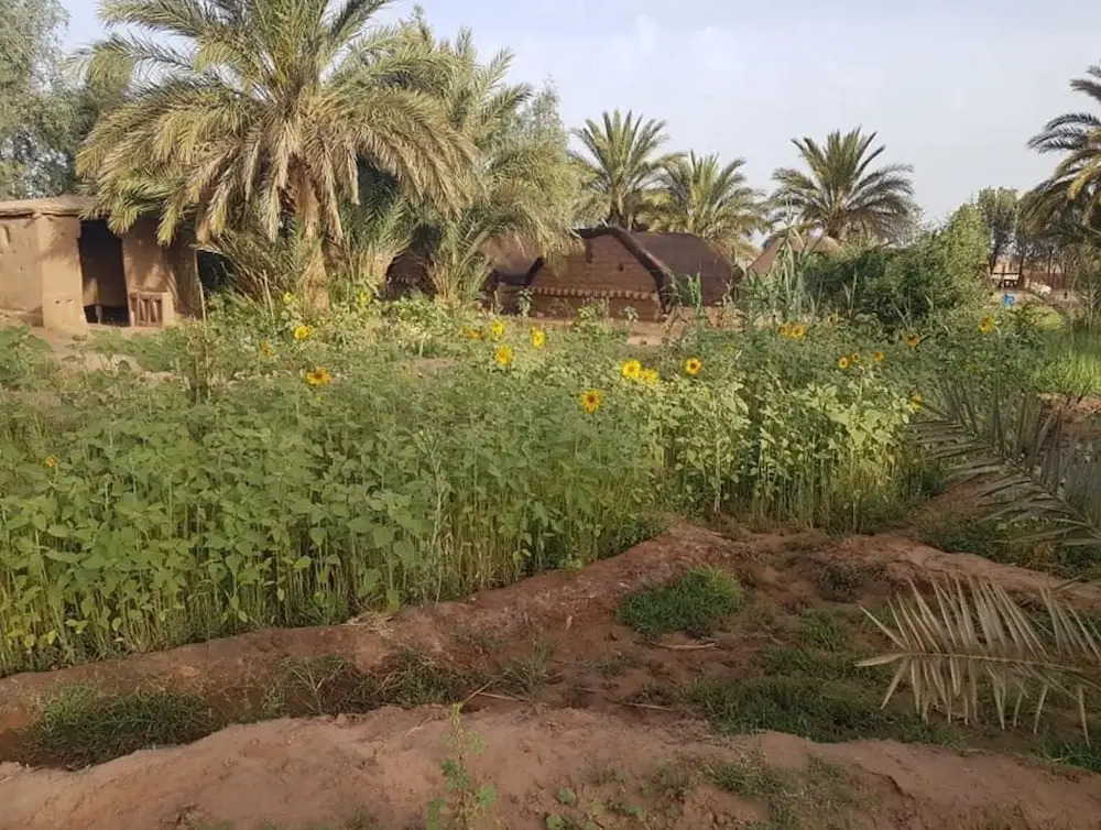 Sahara Source Vie