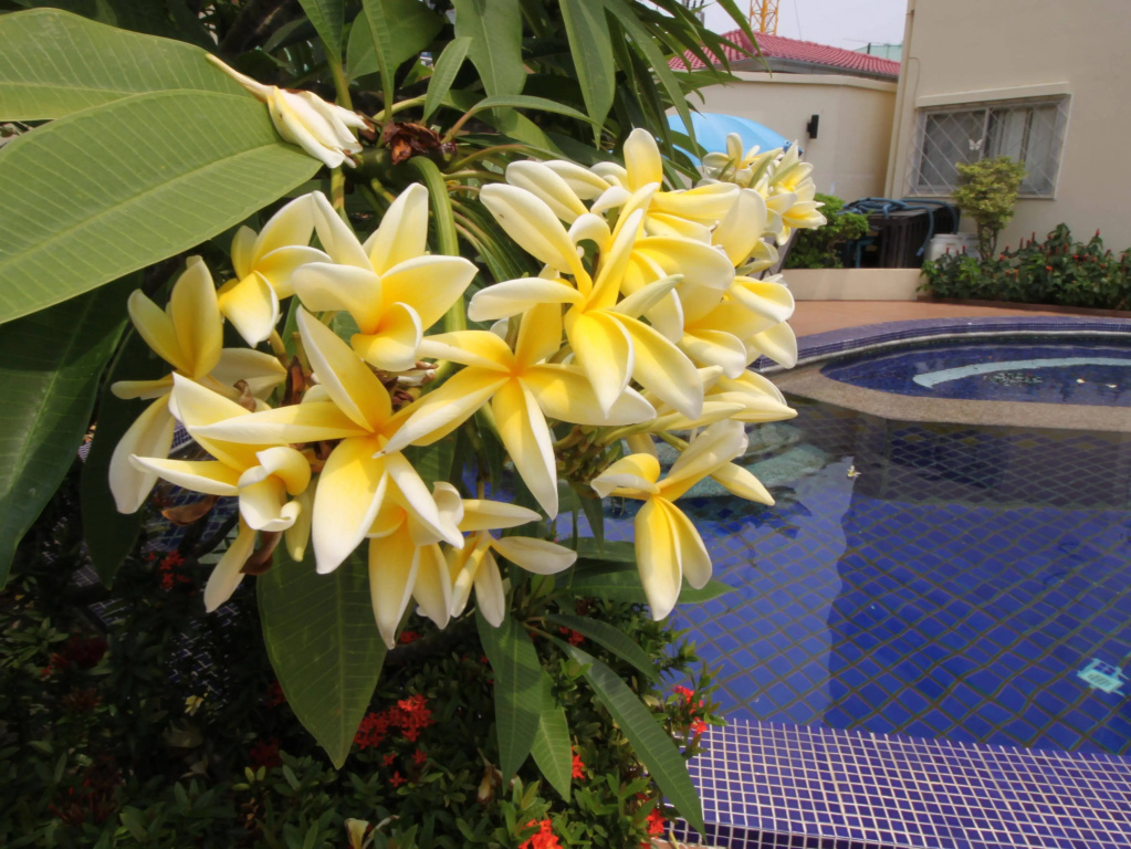 BUTTERFLY GARDEN BOUTIQUE RESIDENCES by Frasier, A Lifestyle Destination Apt and Villas 1 to 3 Bedroom units, 2 Full Bathrooms, Rain shower, Spa bath, Complete kitchen, Staff 24-7,Fast fiber optic WIFI, 55" SMART TVs, Free BBQ