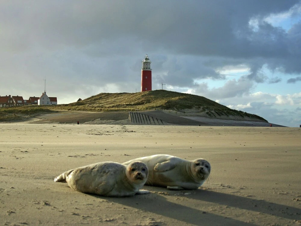 Nice Bungalow With Dishwasher, Near the sea on Texel
