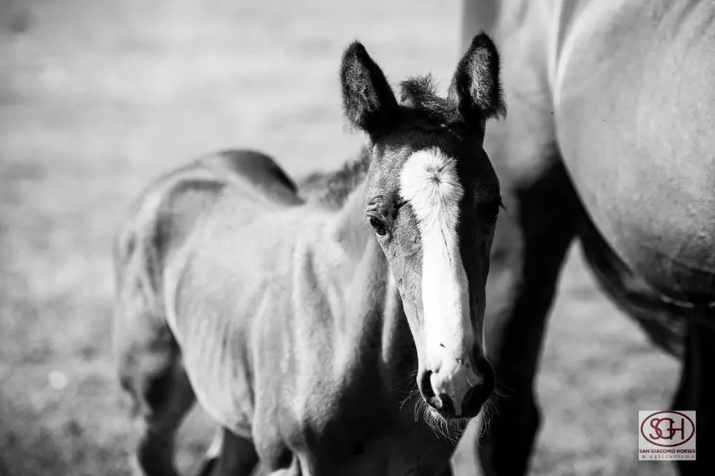 San Giacomo Horses & Agriturismo