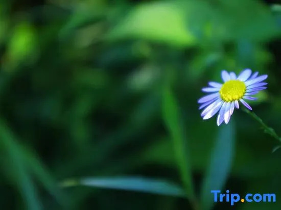Mengwuyi Boutique Homestay (Wuyishan Scenic Area South Entrance Branch)