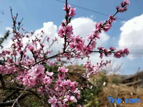 Shuyunju Healing homestay