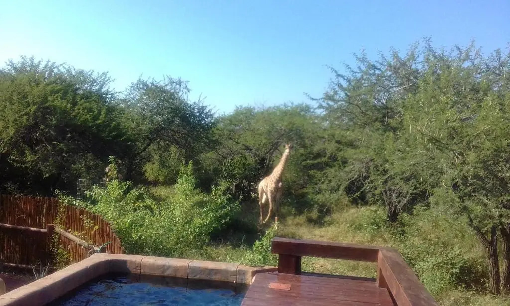 Marloth Kruger Whispering Ants