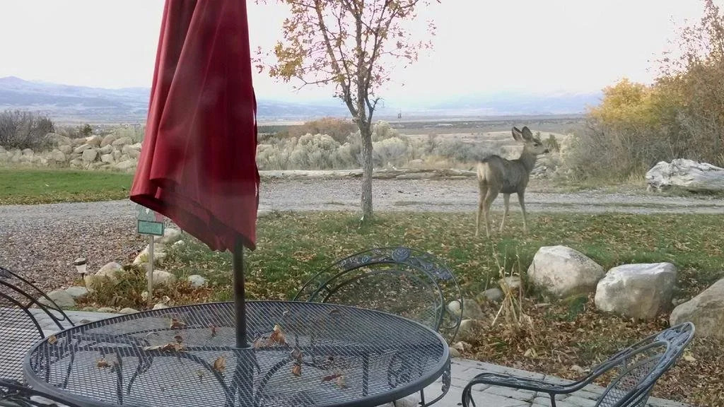 Lazy Inn Bed and Breakfast