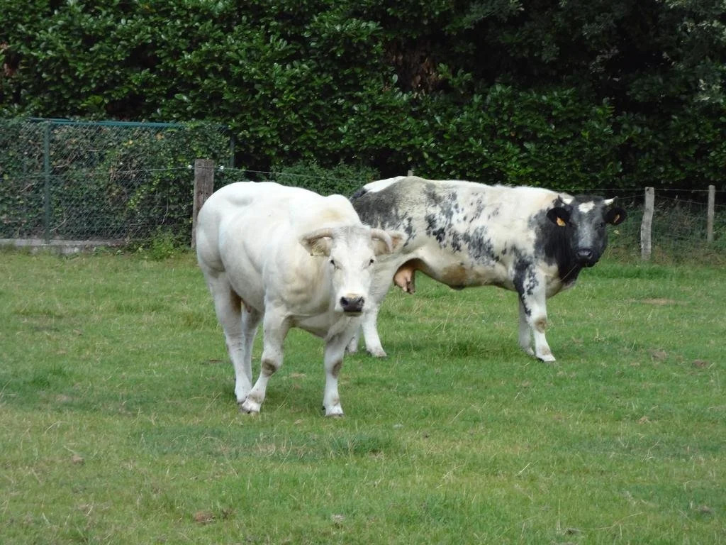 B&B Den Heidries