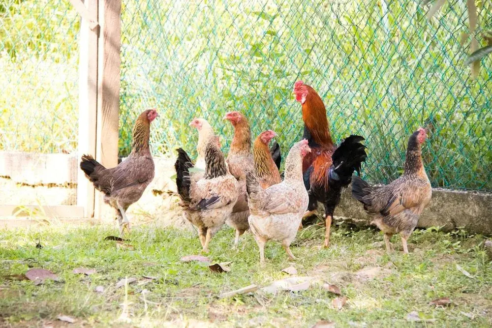 The Farm