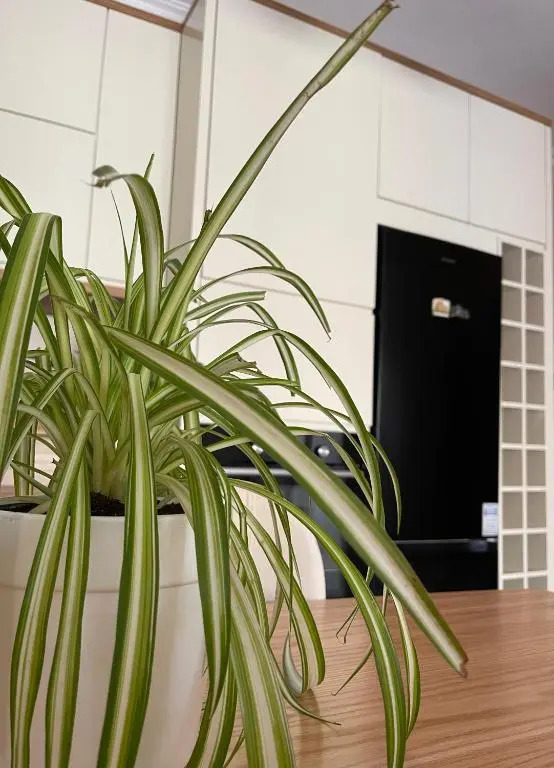 Bora s Cozy Apartment Tirana