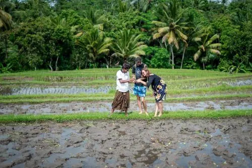 The Desa Ubud