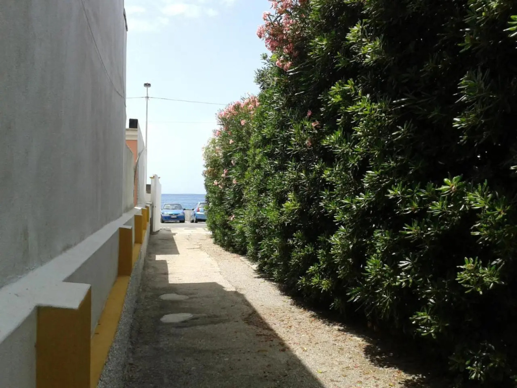 CASA Pitosforo CASA Ulivo
