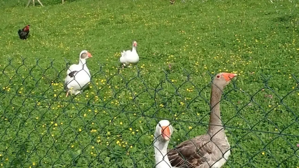 Ferme familiale chez Lili