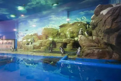 Big White Whale Ocean Exploration World