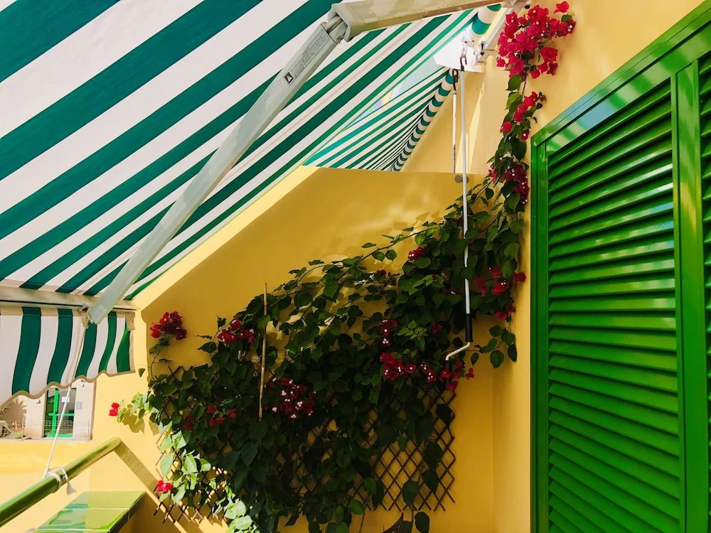 Bouganvilla