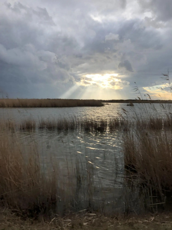 Le Lys D'or