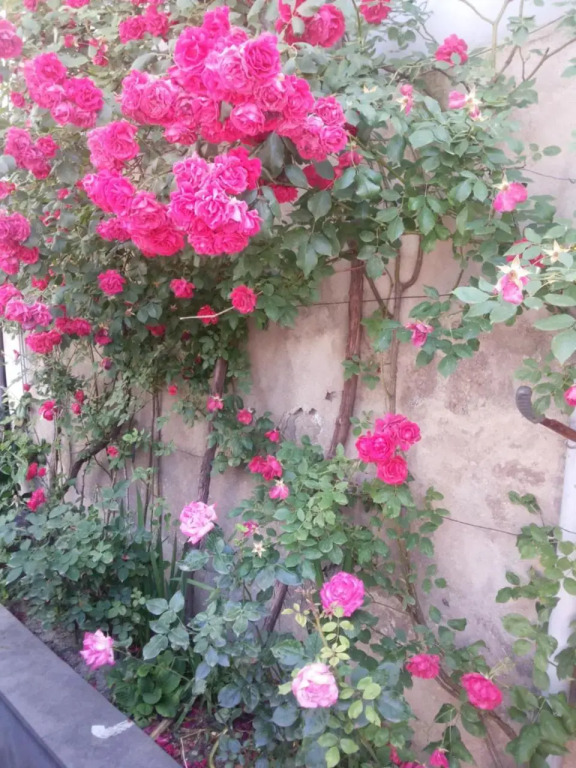 Guest House Svetlana