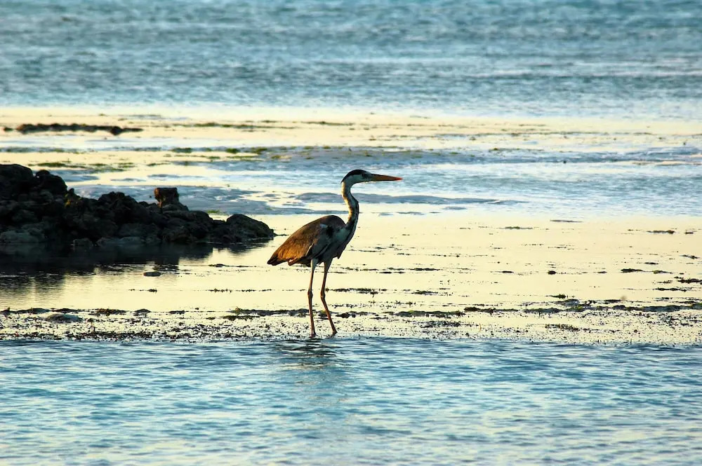 Victoria Lake View Guesthouse & Safaris