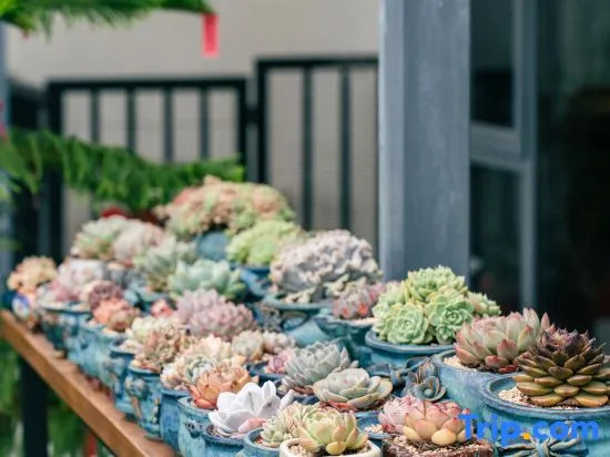 Yuezhu · Rock Desert Landscape · Pet Paradise · Team Building Party Villa Boutique Stay
