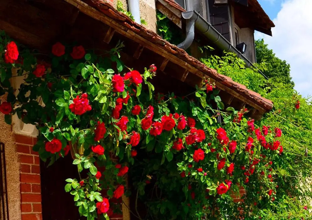 Auberge La Croix Blanche