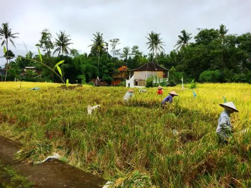 The sowan ubud