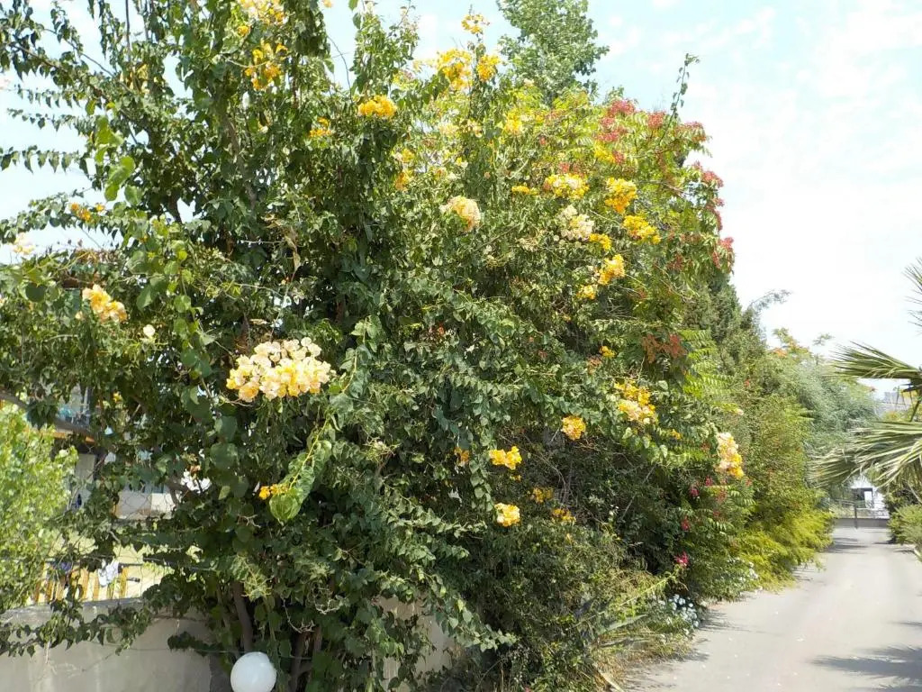 Mandorla Apartments