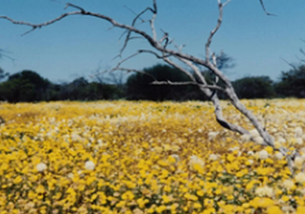 Wooleen Station