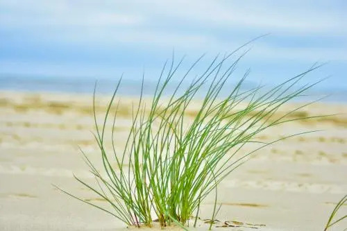 Bajkowa Plaża - Amber