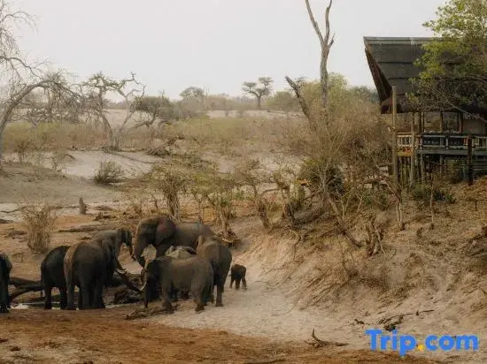 Savute Elephant Lodge