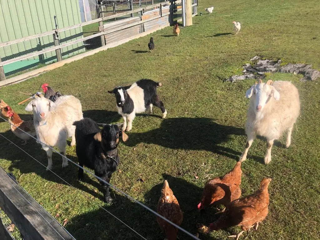 Mole Creek Hideaway