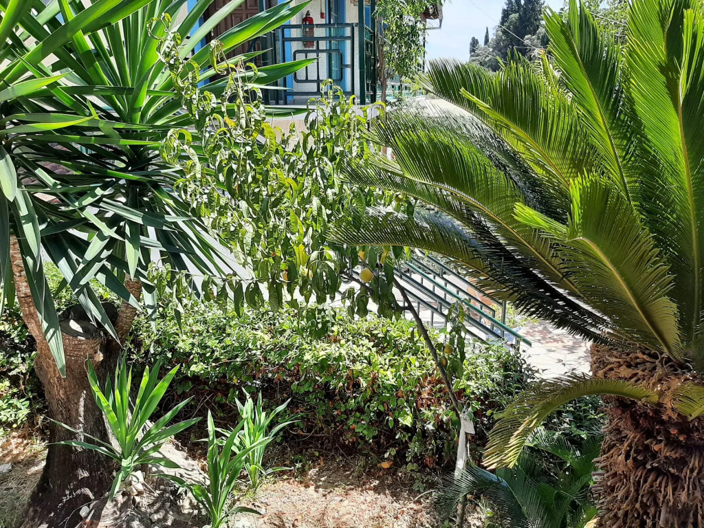 Sea-view Apartment in Benitses with Terrace or Balcony
