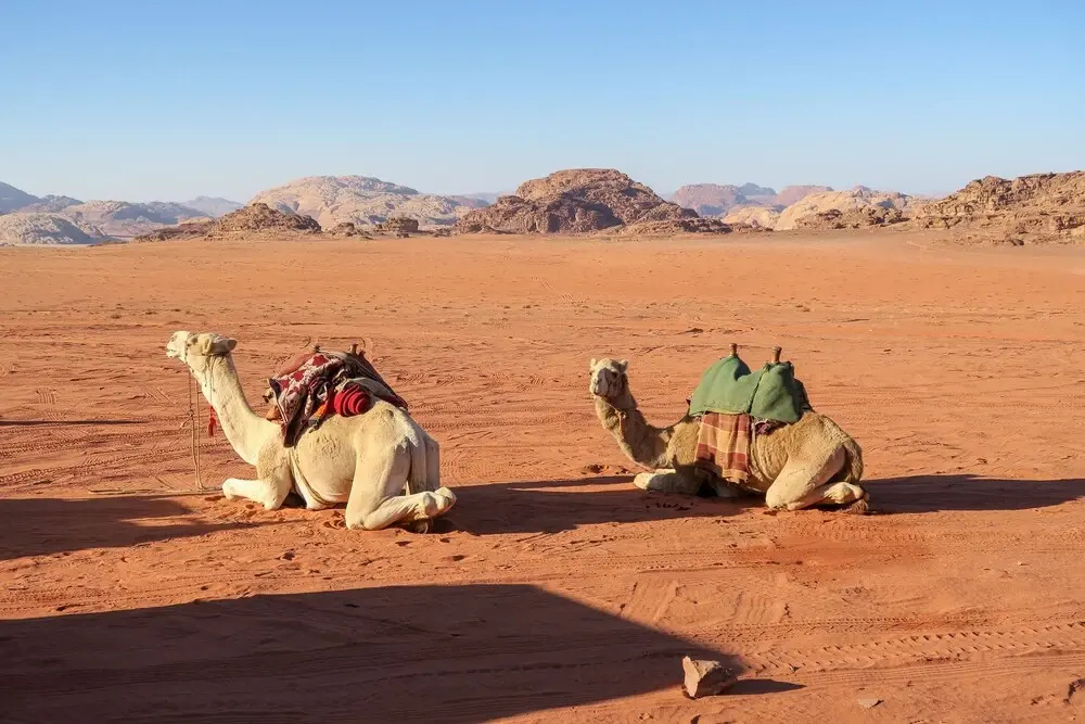 Wadi Rum Firecamp