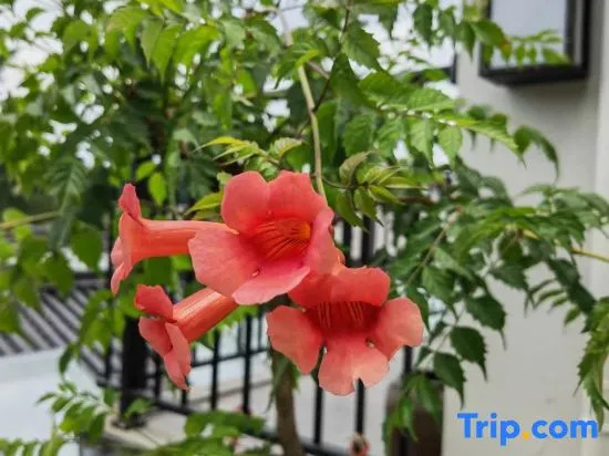 Xiao Zhang's Cultural and Artistic Homestay