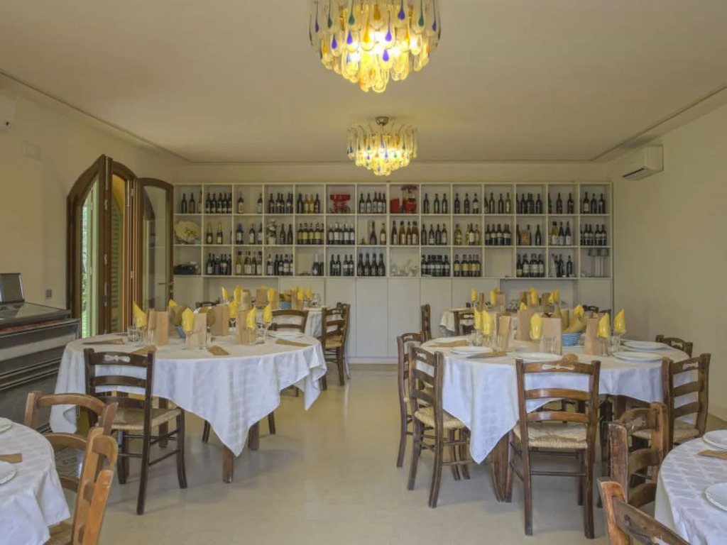 Rosa Tea (MTM163)