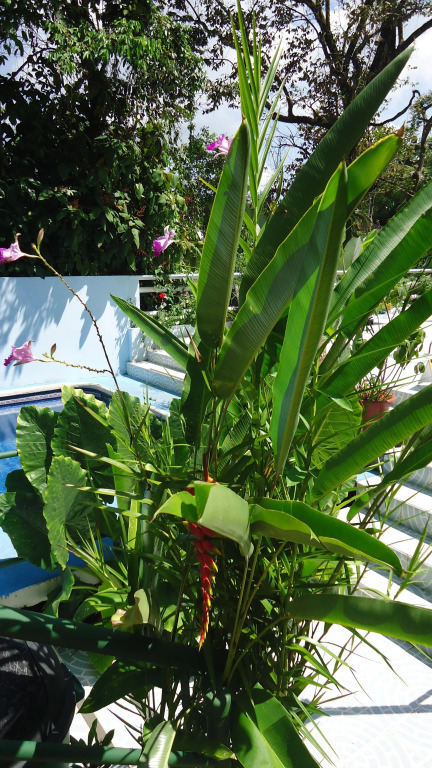 Hotel Mandarina