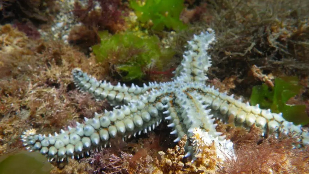 Mundaka Sea Flat