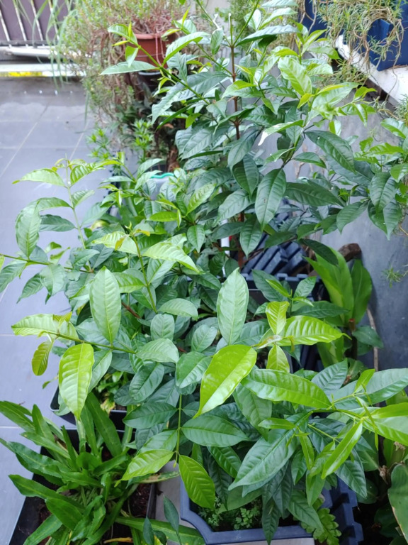 Tasek Homestay D Village Ipoh